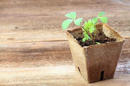 Young lovage seedling, lat. Levisticum officinale.  Small sprout growing in the biodegradable peat moss pot, brown wooden table, copy space.の写真素材