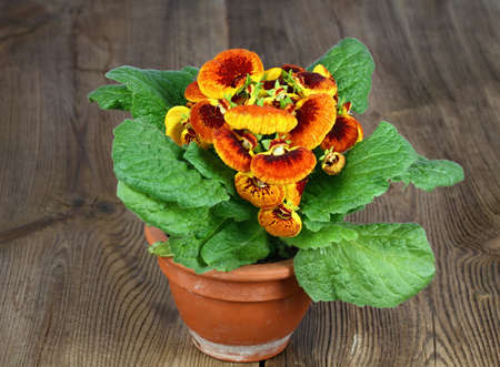 Close-up of flower Calceolaria biflora on brown wooden table.  Also called slipper flower, native in South America.の写真素材