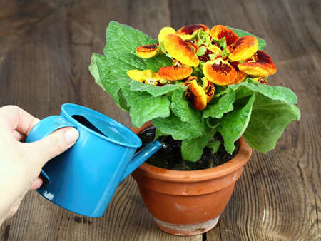 Watering of Calceolaria biflora, also called slipper flower. Calceolaria in a pot on the brown...