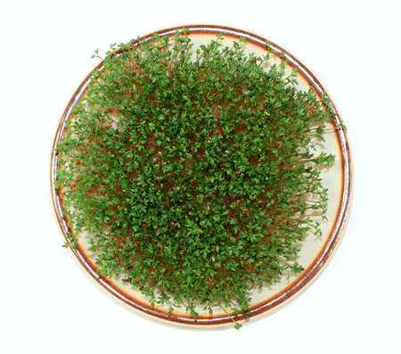 Garden cress  growing on the plate, flat lay, white background. Lepidum sativum, also called mustard and cress, garden pepper cress,  pepper wort or pepper grass.の写真素材