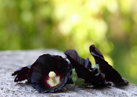 Flower of  Alcea rosea Nigra, known as Black hollyhock used as medicinal herb. Detail of flower head...