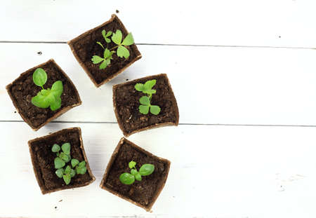 Young herb seedlings in pots, flat lay on white wooden table. Small thyme, basil, bee balm and dong quai / chinese angelica / cultivated in biodegradable pots.の写真素材
