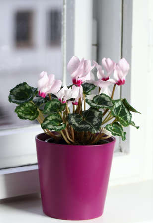 Pink cyclamen flower on the window sill. Flowers in interior and view on the opposite house.の写真素材