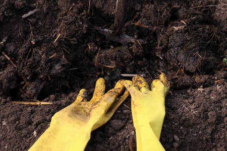 Organic manuring in the garden. Close up of pile of dung in the furrow and ditry gloves. Traditional...