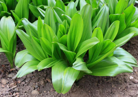 Rosettes of green leaves of the bulbous perennial Colchicum autumnale.  Beautiful leaves in summer...
