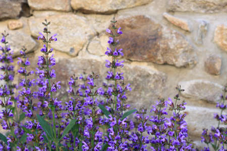 Natural background of beautiful sage, lat. Salvia officinalis, blooming. Natural summer sunny floral background of sage at stone wall. Herbal, scented and culinary herb.の写真素材