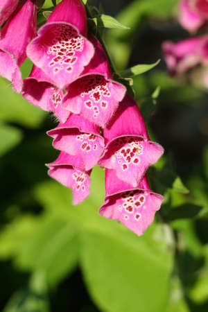Wild Foxglove flower, Digitalis purpurea. Beautiful flowers in the morning sun. Green background,...