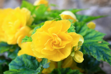 Beautiful yellow begonia flowers in the garden. Focus on of begonia flower head in the garden,...