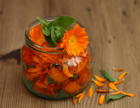 Making organic calendula oil for massage. Homemade preparation of organic medicinal oil from fresh marigold flowers.の写真素材