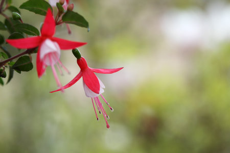 Selective focus of Fuchsia magellanica and blurred background. Beautiful red and pink  flower of fuchsia on natural background, copy space, soft focus.の写真素材