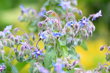 Borage, lat Borago officinalis, flowers in bloom. Borago officinalis in bloom,  favorite annual herb with edible flowers.の写真素材