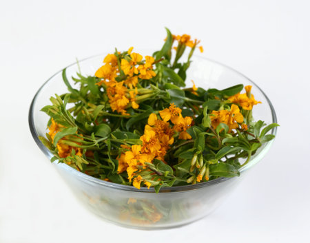 Bowl with fresh mexican tarragon, lat. Tagetes lucida. Beautiful mexican tarragon flowers on white.  Culinary and medicinal herb with strong taste and aroma.の写真素材