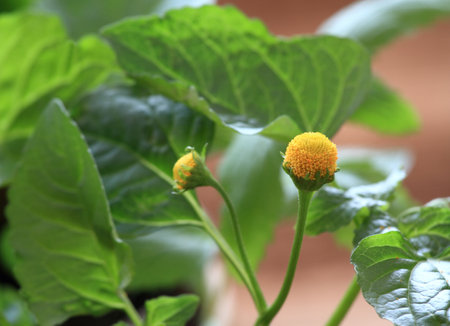 Detail of yellow flower Spilanthes oleracea, also known as toothache plant or paracress. Favourite plant with  medicinal and culinary using.の写真素材