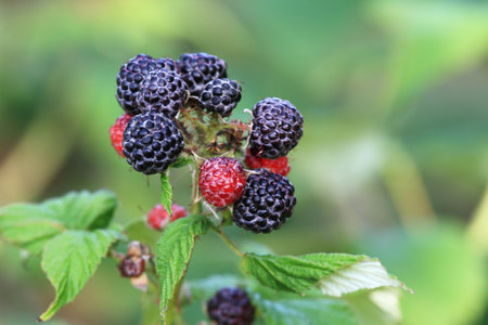 Branch with black raspberries of Rubus occidentalis Black Jewel in the garden. Detail of bush branch with ripening raspberries, blurred background.の写真素材