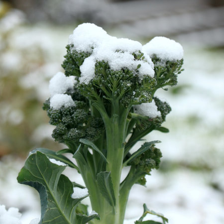 Snow on broccoli in an organic garden, late autumn. One of the healthiest vegetables grows even in autumn.の写真素材