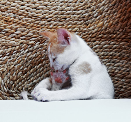 Cute white and ginger kitten cleaning its leg. Little kitty sitting on a sofa, focused on its head.の写真素材