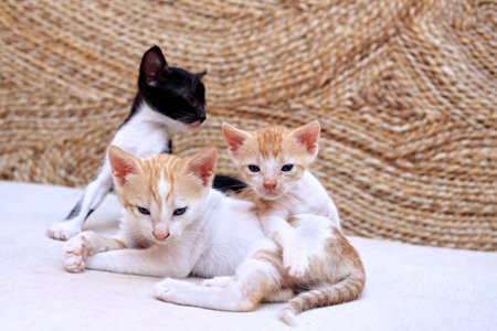 Cute young kittens with blue eyes lying together. Kittens on sofa, taking care of each other.の写真素材