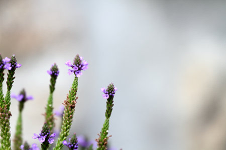 Natural background, flower heads of Verbena officinalis, the common vervain or holy herb.  Flower against blurred stone wall, copy space.の写真素材