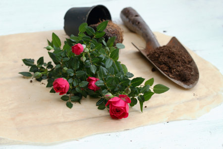 Transplanting of red rose flower into bigger pot. Repotted rose and a shovel with soil on beige...