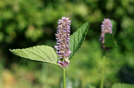 Agastache foeniculum,  also called  giant hyssop, Indian mint or blue licorice. Aromatic purple-blue...