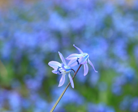 Blue flowers of Siberian squill, lat.  Scilla siberica. Natural background of flowering bulbous...
