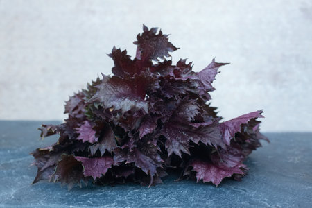 Fresh bunch of purple Perilla frutescens var. crispa on the stone table. Red shiso plant is used as a culinary spice.の写真素材