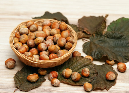 Nuts of Turkish hazel or Turkish filbert, lat.Corylus colurna in a basket. These edible nuts are ideal rootstock on which to graft the nut-bearing common hazel cultivars.の写真素材