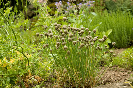 Permaculture garden with chives Allium schoenoprasum cultivated for seeds in the middle. Permaculture gardening combines different types of herbs and vegetable.の写真素材