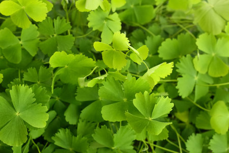 Marsilea minuta or Sushni , also called water clover or fern clover is a type of miniature fern....