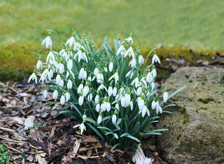 Beautiful snowdrop flowers growing in a garden. Snowdrop, lat. Galanthus nivalis, spring concept.の写真素材