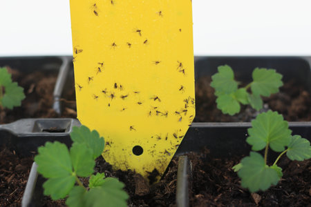 Darkwinged fungus gnats stuck on yellow sticks, lat. Sciaridae, Bradysia paupera. Protection of plants especially in home growing using yellow sticks.の写真素材