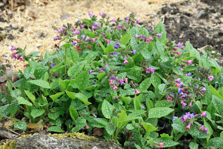 Pulmonaria officinalis, common name lungwort or Mary's tears. Pink and blue flowers of common lungwort at the edge of flowerbed in spring,の写真素材