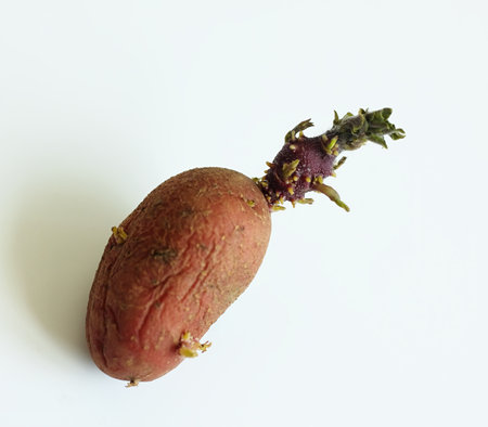 Old red tuber of budding potato on white background. Red potato with one long sprout ready for planting.の写真素材