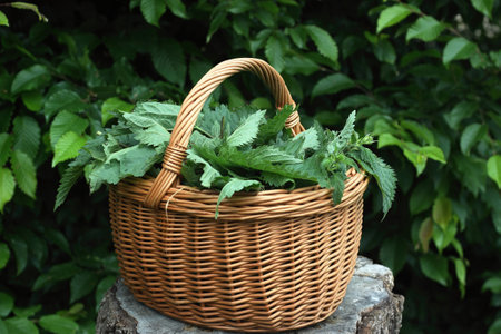 Stinging nettles Urtica dioica cut into pieces inside a basket in the garden. Nettle can be used as...