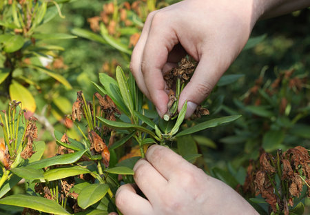 Young gardener taking care of the rhododendron in summer garden. Removing dead flowers will help...