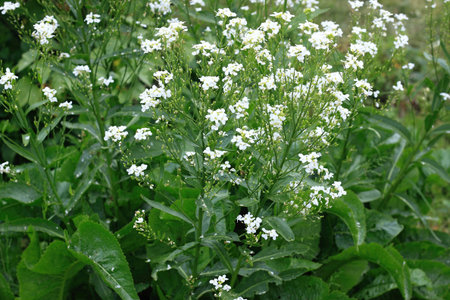 White horseradish flowers close up in organic garden. Blooming horseradish, lat. Armoracia rusticana, a perennial vegetable plant, in spring.の写真素材