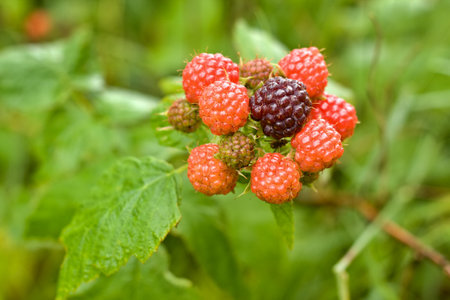 Branch with black raspberries, lat. Rubus occidentalis in the garden. Detail of bush branch with...