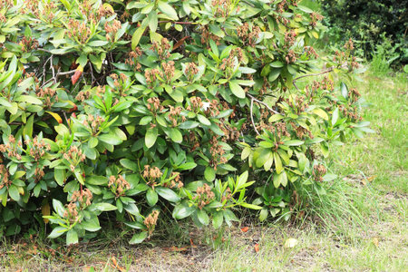 Rhododendron with death flowers  in summer garden. Dried flowers on rhododendron must be removed for better growth.の写真素材