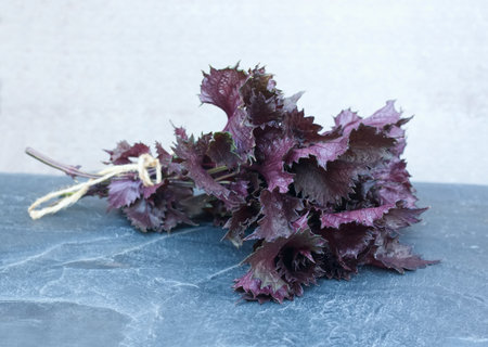 Fresh bunch of purple Perilla frutescens var. crispa on the stone table. Red shiso plant is used as a culinary spice.の写真素材