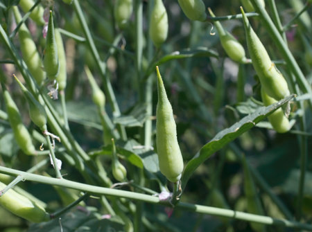 Detail of green radish pods grown for harvesting seeds in the garden. Radish pods with seeds can be picked up and sowed in spring.の写真素材