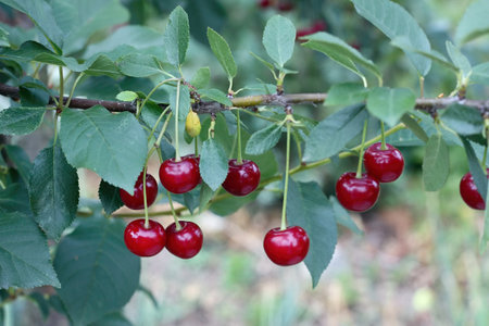 Ripe sour cherrries on a branch in the garden. Green leaf  background of sour tree orchard.