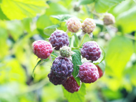 Branch with purple raspberries, lat. Rubus hybridus Glen Coe in the garden. Detail of bush branch...