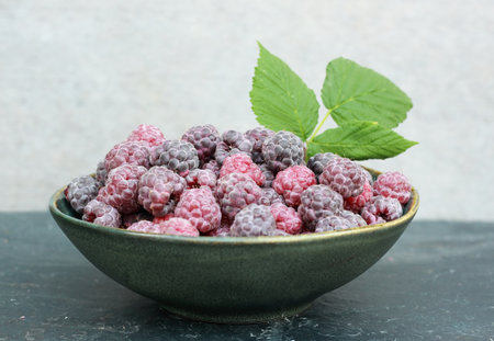 Purple raspberries, lat. Rubus hybridus Glen Coe in the garden. Detail of a bowl full of ripe...