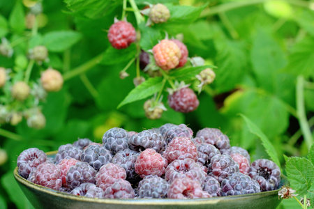 Bowl full of purple raspberries, lat. Rubus hybridus Glen Coe in the garden. Focus on ripe raspberries in a bowl, raspberry bushes at back.の写真素材