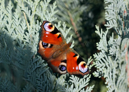 Butterfly Small Tortoiseshell, lat. Aglais urticae. Beautiful butterfly Small Tortoiseshell sitting on arborvitae leaves.の写真素材