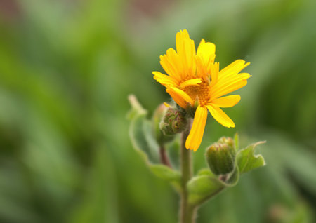 Arnica montana, also known as mountain tobacco or mountain arnica. Arnica montana has been used as a herbal medicine, only  external use.の写真素材
