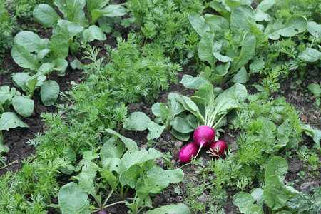Radishes grown with carrot, permaculture gardening. Harvesting fresh radishes in the garden, the...