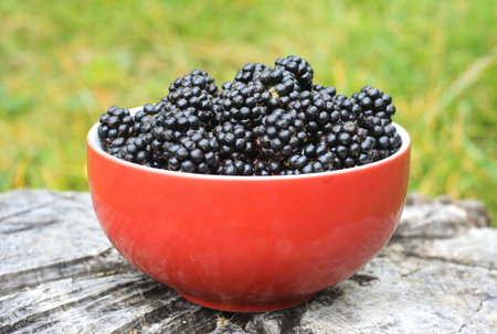 Sweet ripe blackberries, lat. Rubus fruticosus Thornless in the garden. Detail of a bowl full of...