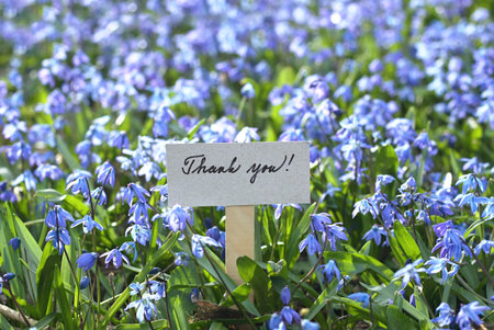 Thank you card placed among bluebells. Welcoming card and natural background of Siberian scilla, lat. Scilla siberica in spring garden.の写真素材
