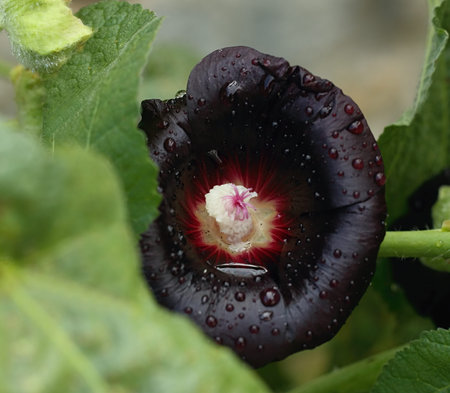 Flower of Alcea rosea Nigra, known as Black hollyhock used as medicinal herb. Detail of flower head...